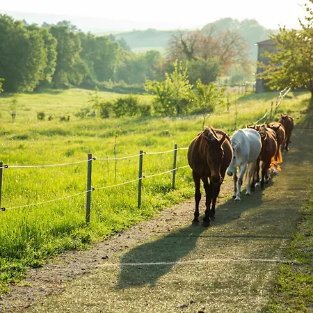 Domaine De Chantemerle B'nb Marsac (Charente)
